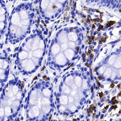CD6 Mouse mAb (S-688-33)