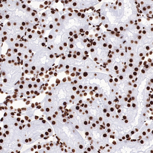 Histone H3 (acetyl K27) Rabbit pAb