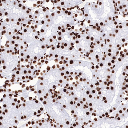 Histone H3 (acetyl K27) Rabbit pAb