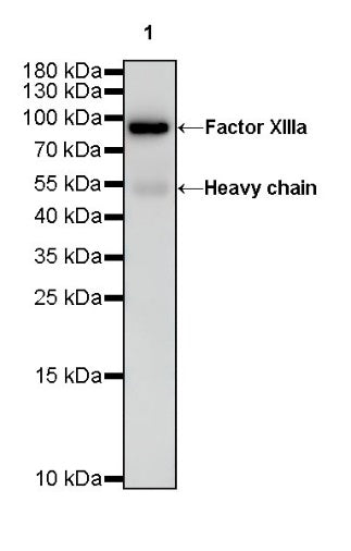 S-RMab® Factor XIIIa Recombinant Rabbit mAb (SDT-R278)