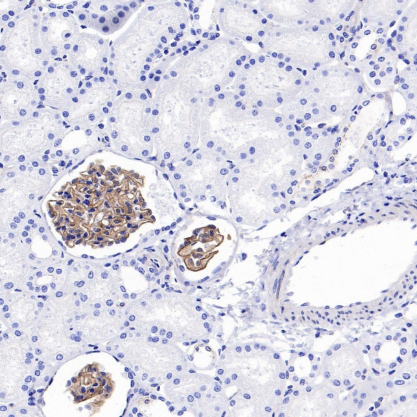 ZO-1 Recombinant Rabbit mAb
