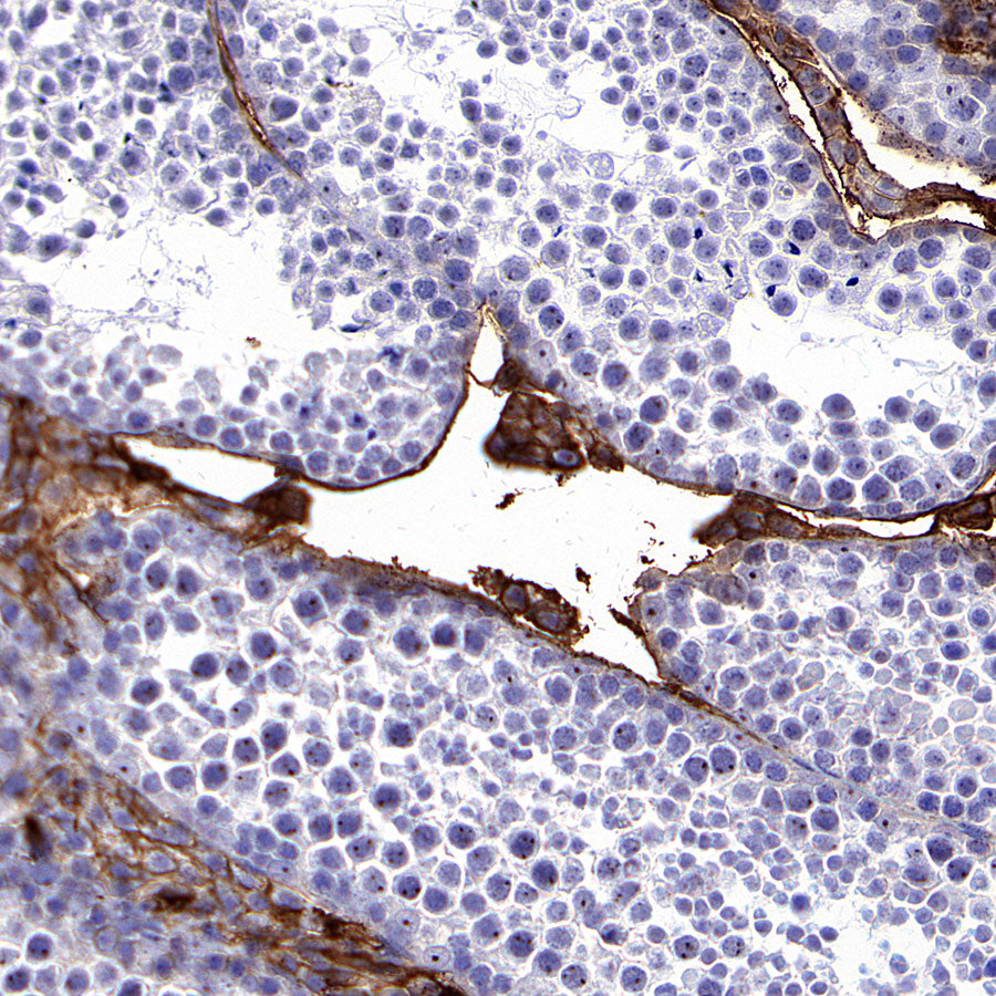 TRFE Rabbit Polyclonal Antibody