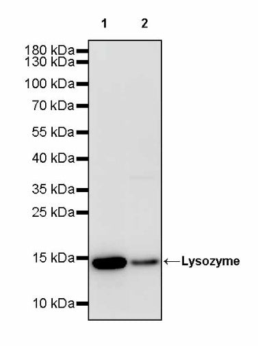 Lysozyme Rabbit Polyclonal Antibody