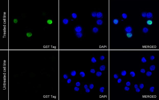 GST Tag Recombinant Rabbit mAb (Alexa Fluor® 488 Conjugate) (S-372-19)