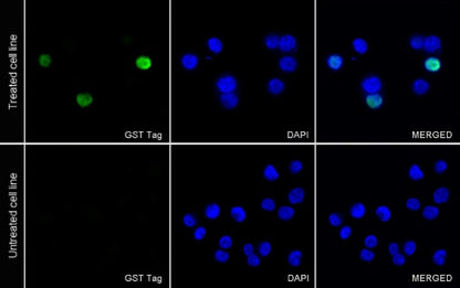 GST Tag Recombinant Rabbit mAb (Alexa Fluor® 488 Conjugate) (S-372-19)