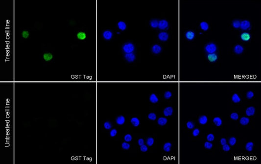 GST Tag Recombinant Rabbit mAb (Alexa Fluor® 488 Conjugate) (S-372-19)