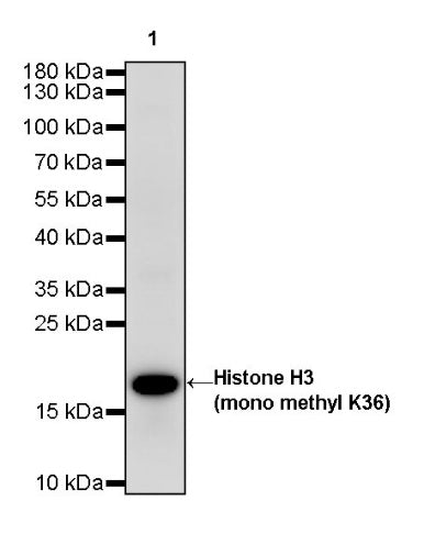 Histone H3 (mono methyl K36) Recombinant Rabbit mAb (S-R211)