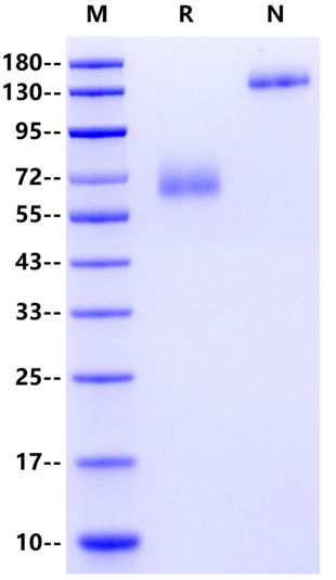 Fc epsilon RI α Fc Chimera Protein, Human
