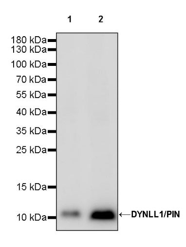 DYNLL1/PIN Recombinant Rabbit mAb (S-1460-8)