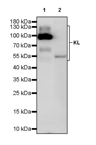 KL Recombinant Rabbit mAb (S-2245-169)