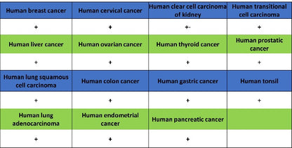 PI3 Kinase p85 beta Recombinant Rabbit mAb (S-1058-266)