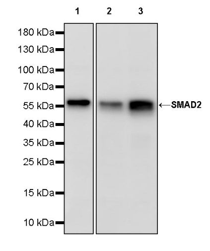 SMAD2 Recombinant Rabbit mAb (S-1521-177)