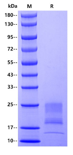 IFN-γ His Tag Protein, Rat