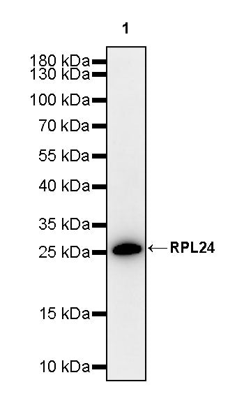 RPL24 Rabbit Polyclonal Antibody