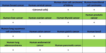 Catalase Recombinant Rabbit mAb (S-1925-3)