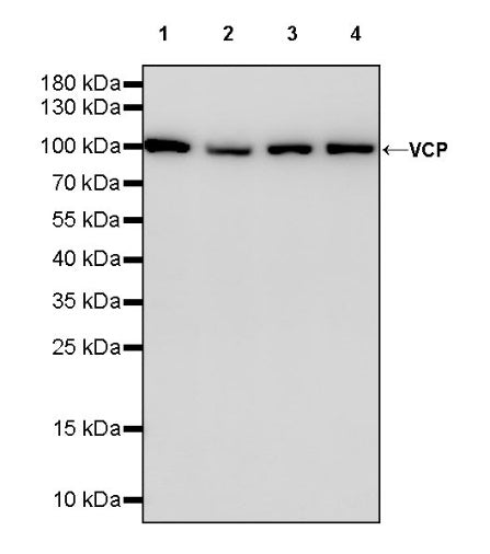 VCP Recombinant Rabbit mAb (S-1818-121)