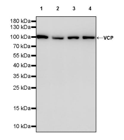 VCP Recombinant Rabbit mAb (S-1818-121)