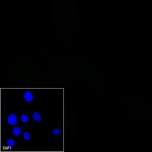 Mouse mAb IgM, κ Isotype Control (S-844-28)