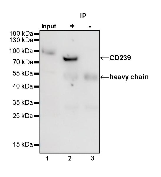 CD239 Recombinant Rabbit mAb (S-R284)