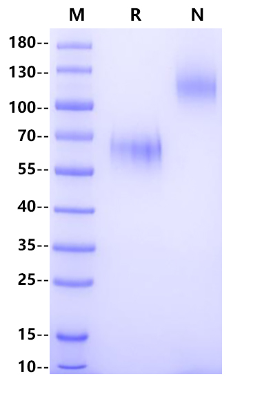 KLRG1 Fc Chimera Protein, Human