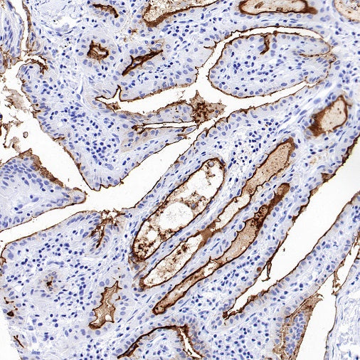 NaPi2b/SLC34A2 Recombinant Rabbit mAb, PBS Only (SDT-1771-79)