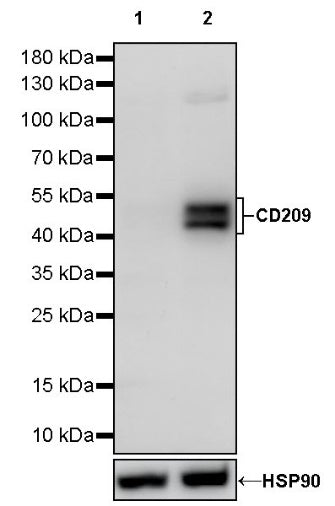 CD209 Recombinant Rabbit mAb (S-1776-31)