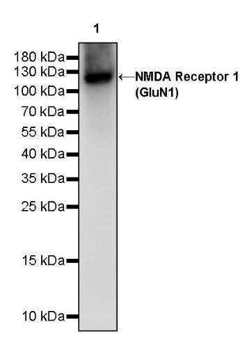 NMDA Receptor 1 (GluN1) Recombinant Rabbit mAb (S-2107-40)