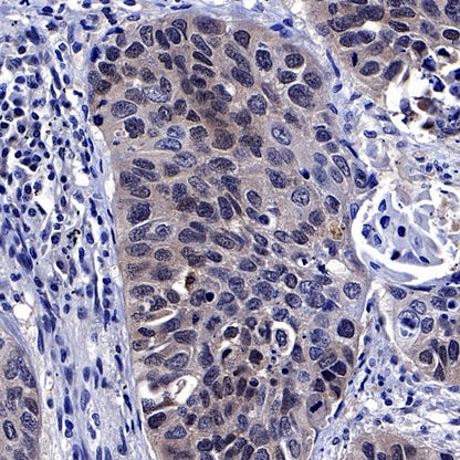 SMAD4 Recombinant Rabbit mAb (SDT-168-62)