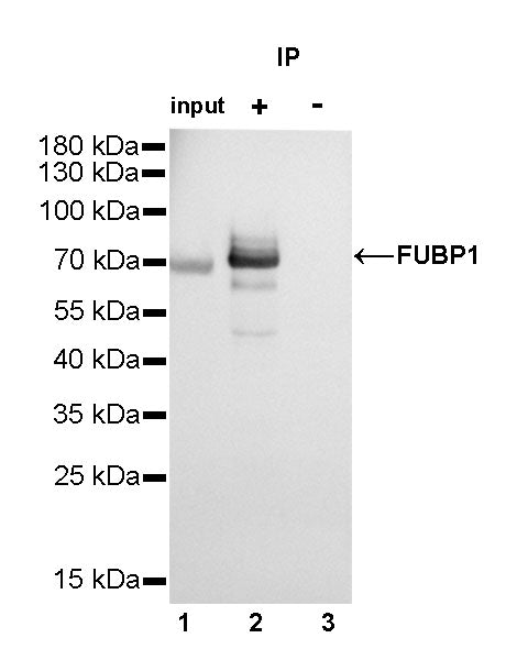 FUBP1 Recombinant Rabbit mAb (SDT-R060)