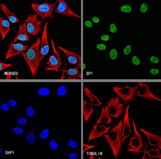 SP1 Recombinant Rabbit mAb (S-4102)