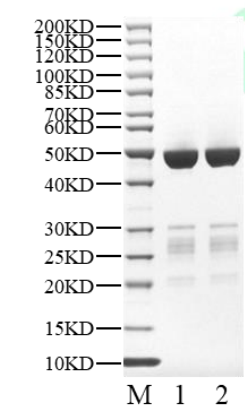 KIT Strep Tag Protein, Human
