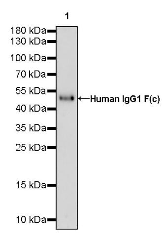 Human IgG1 F(c) Recombinant Rabbit mAb (HRP Conjugate) (S-447-20)