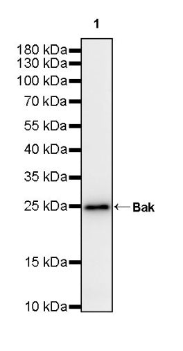 Bak Recombinant Rabbit mAb (S-2990-55)