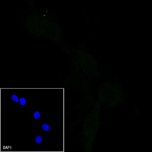 Mouse mAb IgA, κ Isotype Control (S-844-79-1)