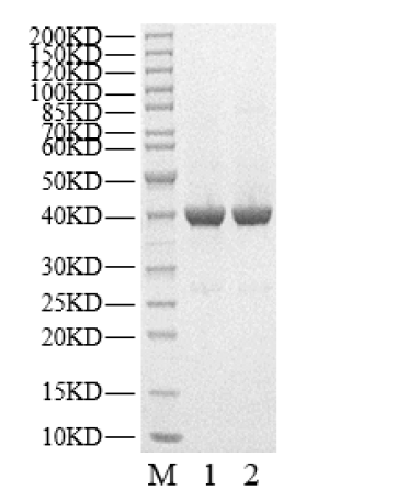 USP8 Protein