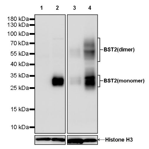 BST2 Recombinant Rabbit mAb (S-2114-32)