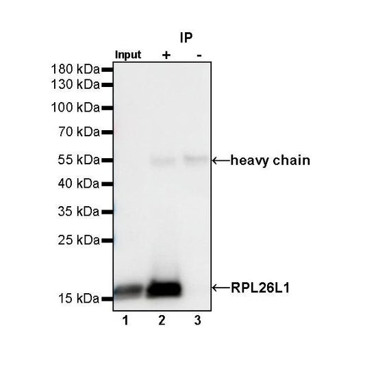Product image media
