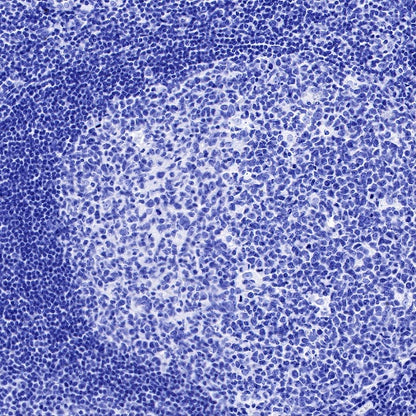 GLP-1 (active) Recombinant Rabbit mAb (S-R280)