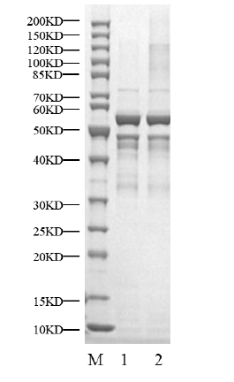 CDK2/Cyclin E2 Protein