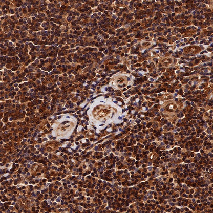 SBDS Recombinant Rabbit mAb (S-R344)