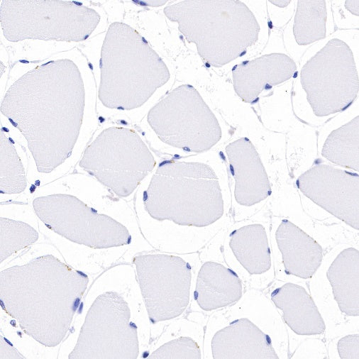 CD80 Recombinant Rabbit mAb (S-288-154)
