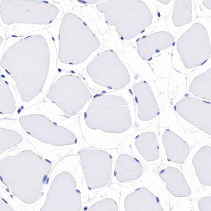 CD80 Recombinant Rabbit mAb (S-288-154)