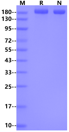LY75/CD205 His Tag Protein, Human