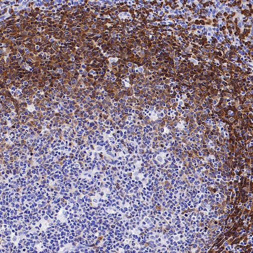 BANK1 Recombinant Rabbit mAb, PBS Only (SDT-2265-37)
