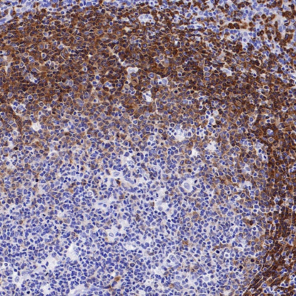 BANK1 Recombinant Rabbit mAb, PBS Only (SDT-2265-37)