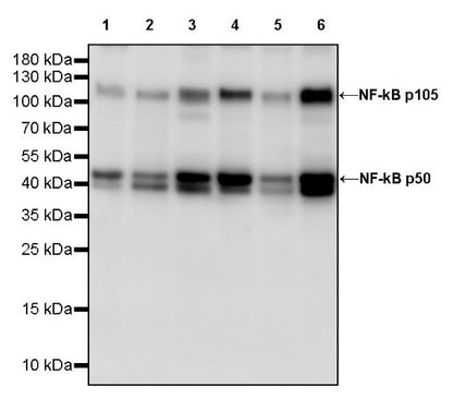 NF-κB p105/p50 Recombinant Rabbit mAb (S-3354)