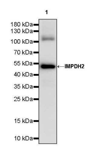 IMPDH2 Rabbit Polyclonal Antibody