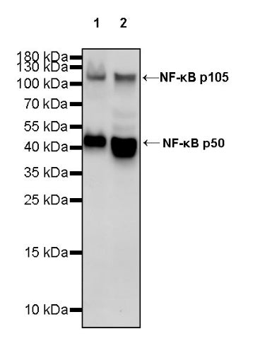 NF-κB p105/p50 Rabbit polyclonal antibody