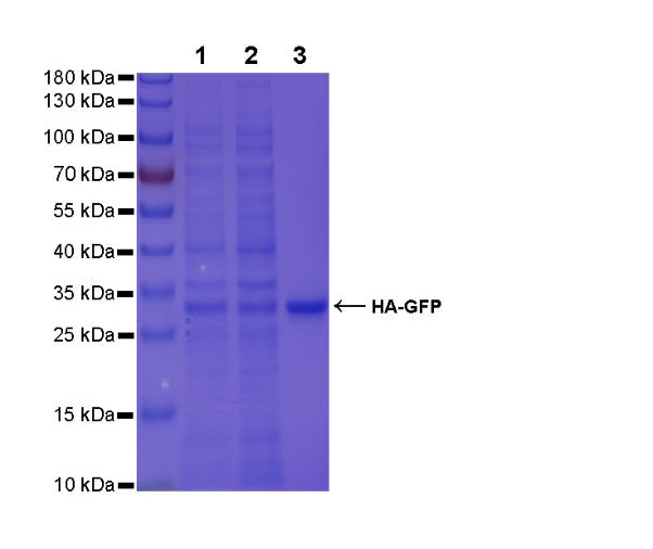 Rabbit Anti-HA Tag Magnetic Agarose