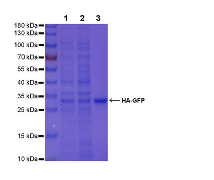 Rabbit Anti-HA Tag Magnetic Agarose